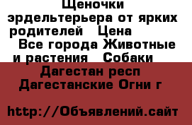 Щеночки эрдельтерьера от ярких родителей › Цена ­ 25 000 - Все города Животные и растения » Собаки   . Дагестан респ.,Дагестанские Огни г.